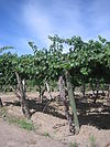 Malbec Vine Mendoza Argentina