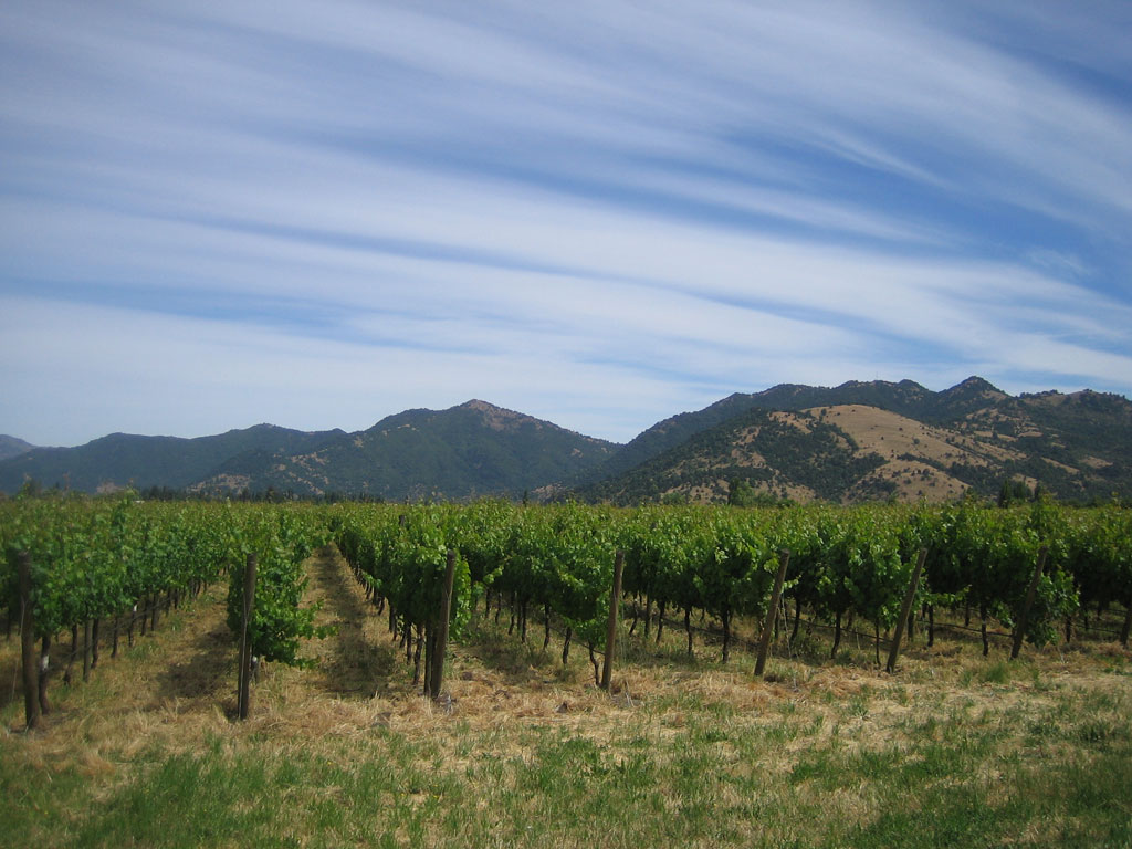 Maule Valley Pinot Noir 2005